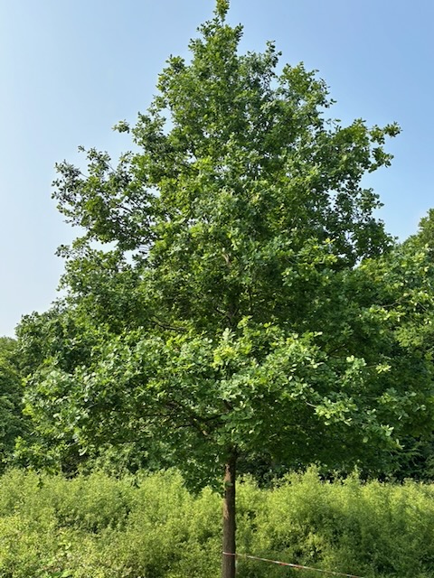 HG 2025 - Bild 8