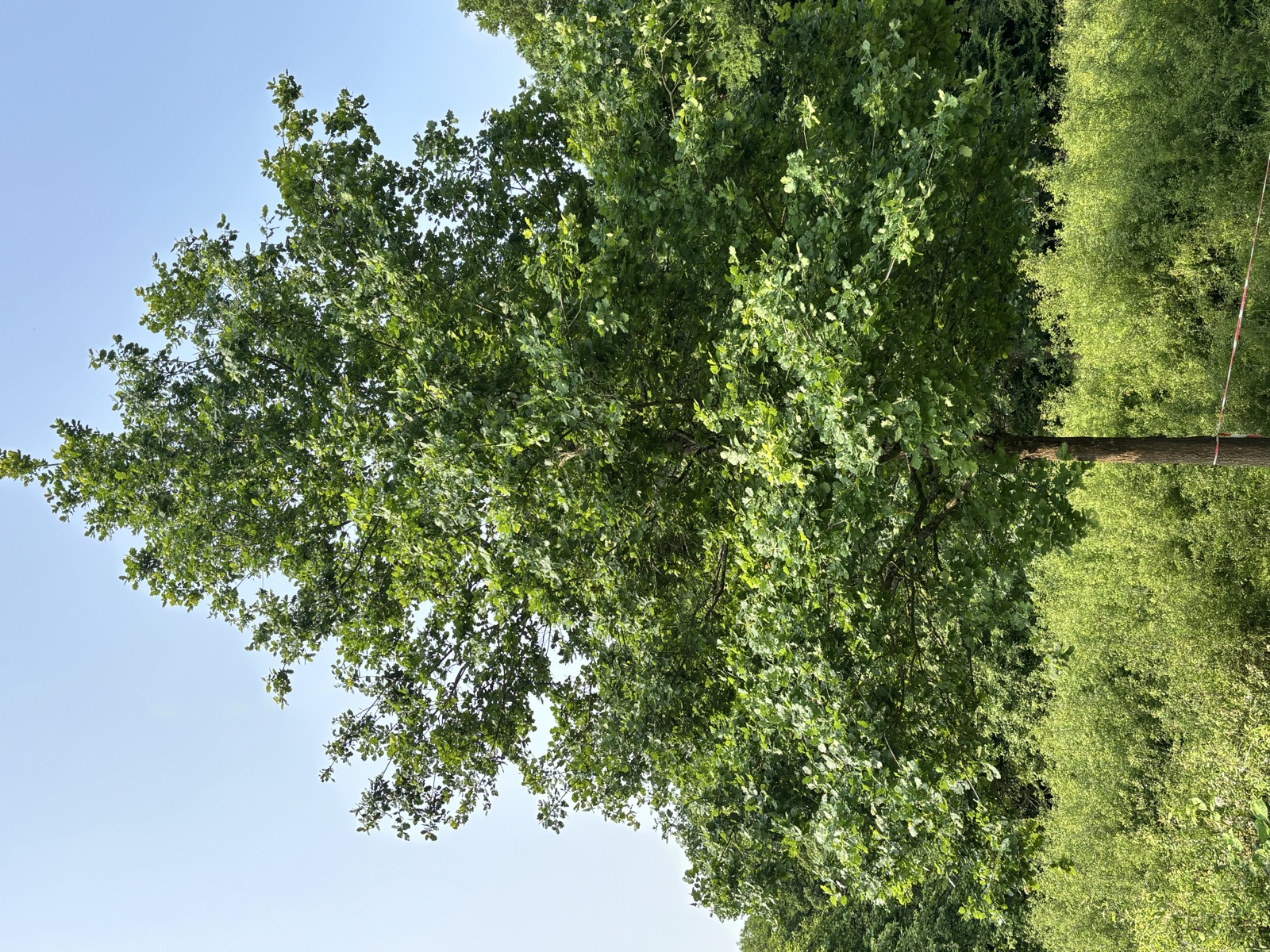 HG-Baum 2025 - 2