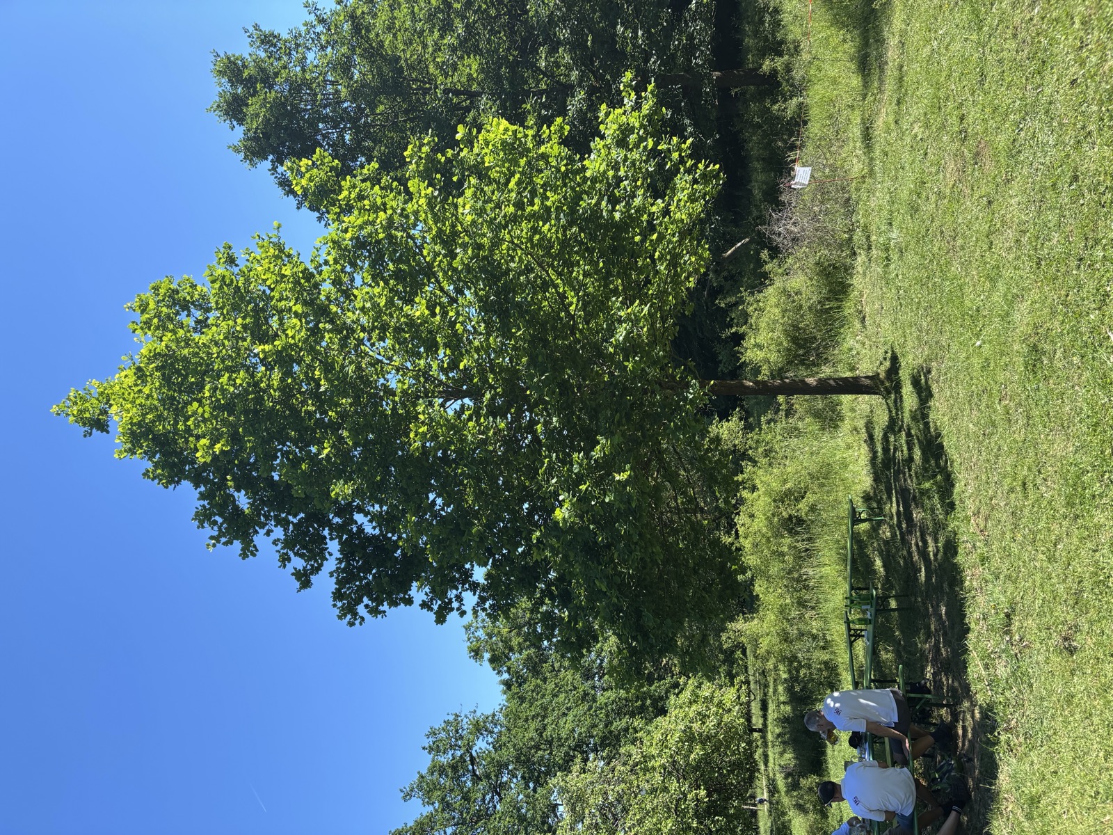 HG-Baum 2026 - 2