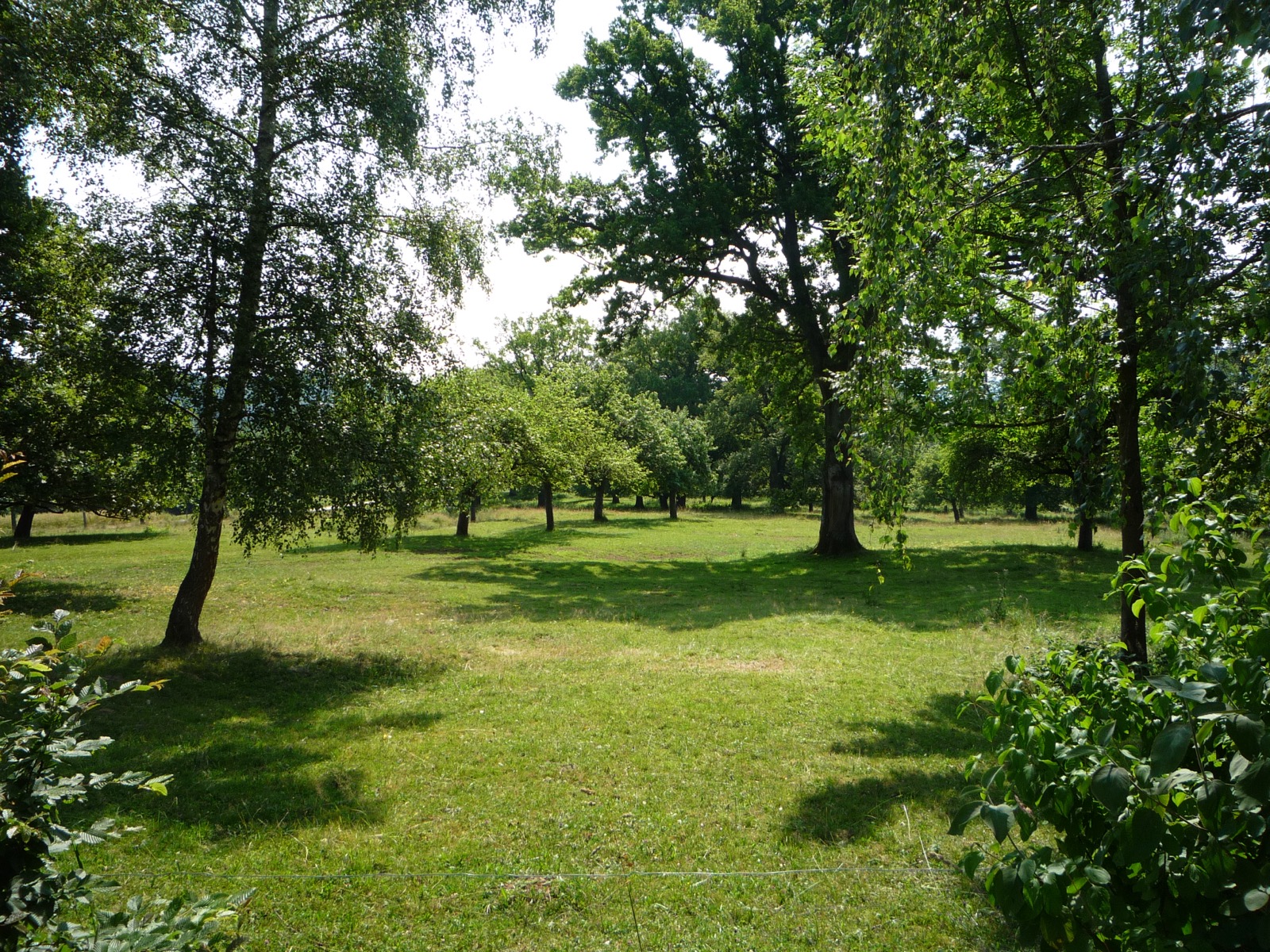 Pflanzung 2013 - Bild 2