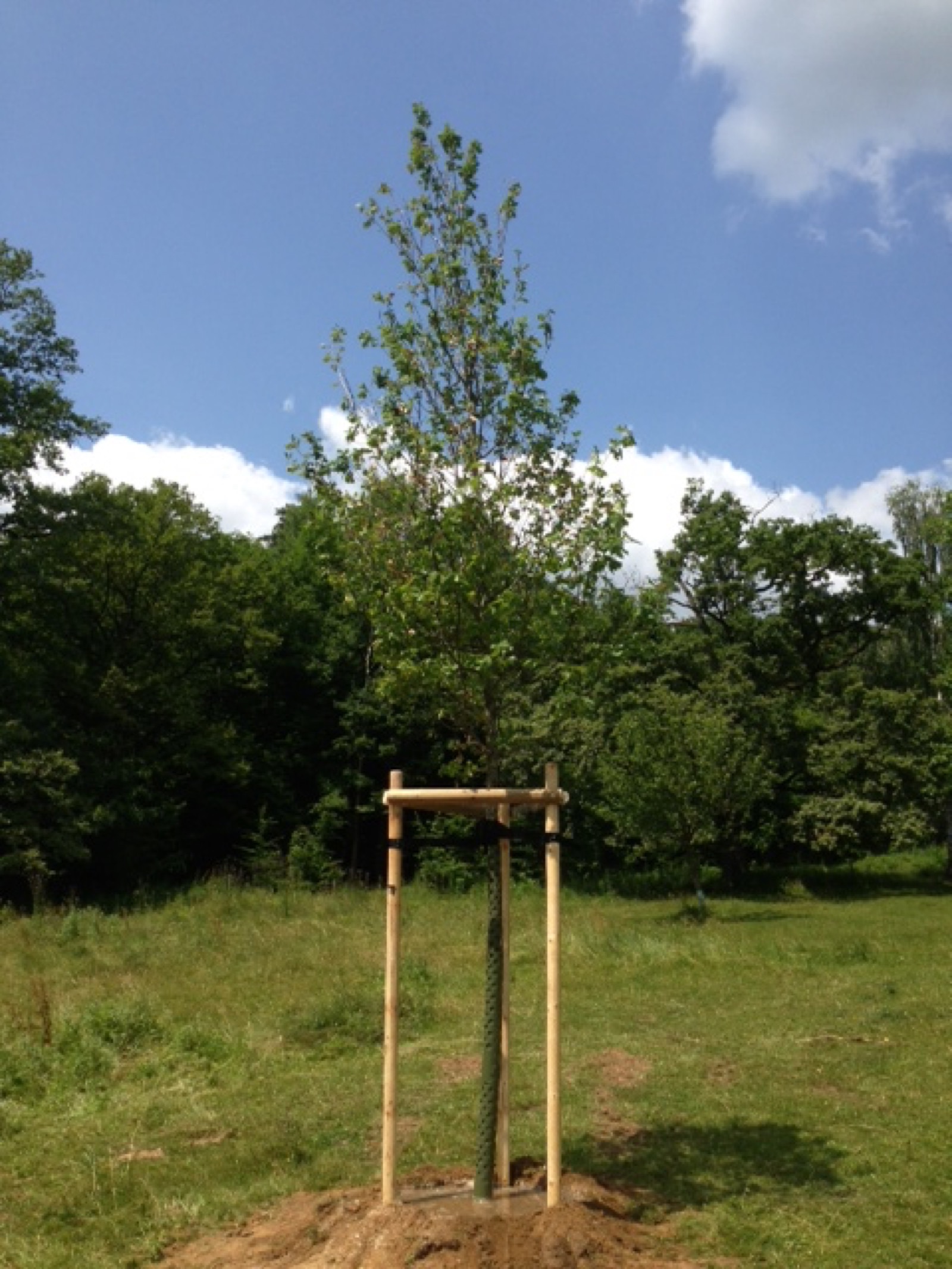 Pflanzung 2013 - Bild 31