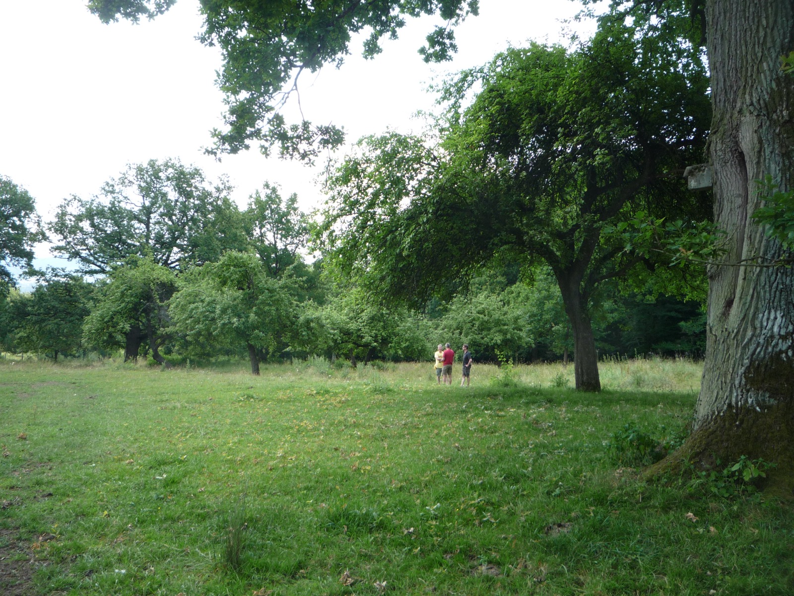 Pflanzung 2013 - Bild 4